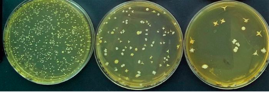 Biotechnologies 3