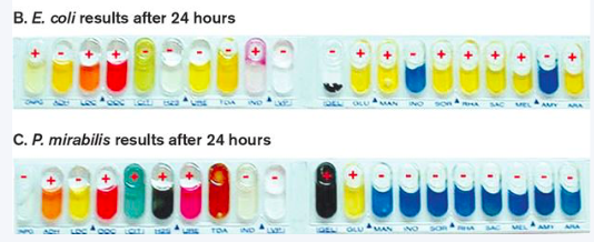 Biotechnologies 5